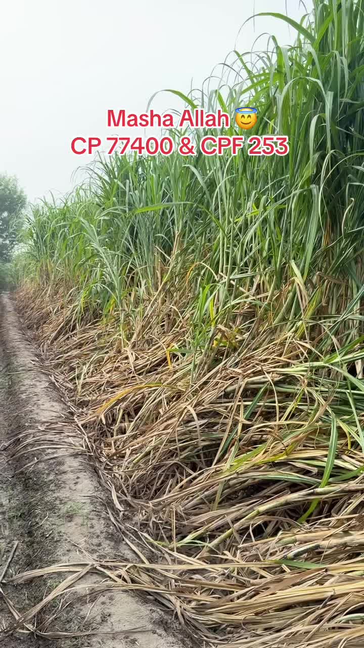 @Punjab Tractors