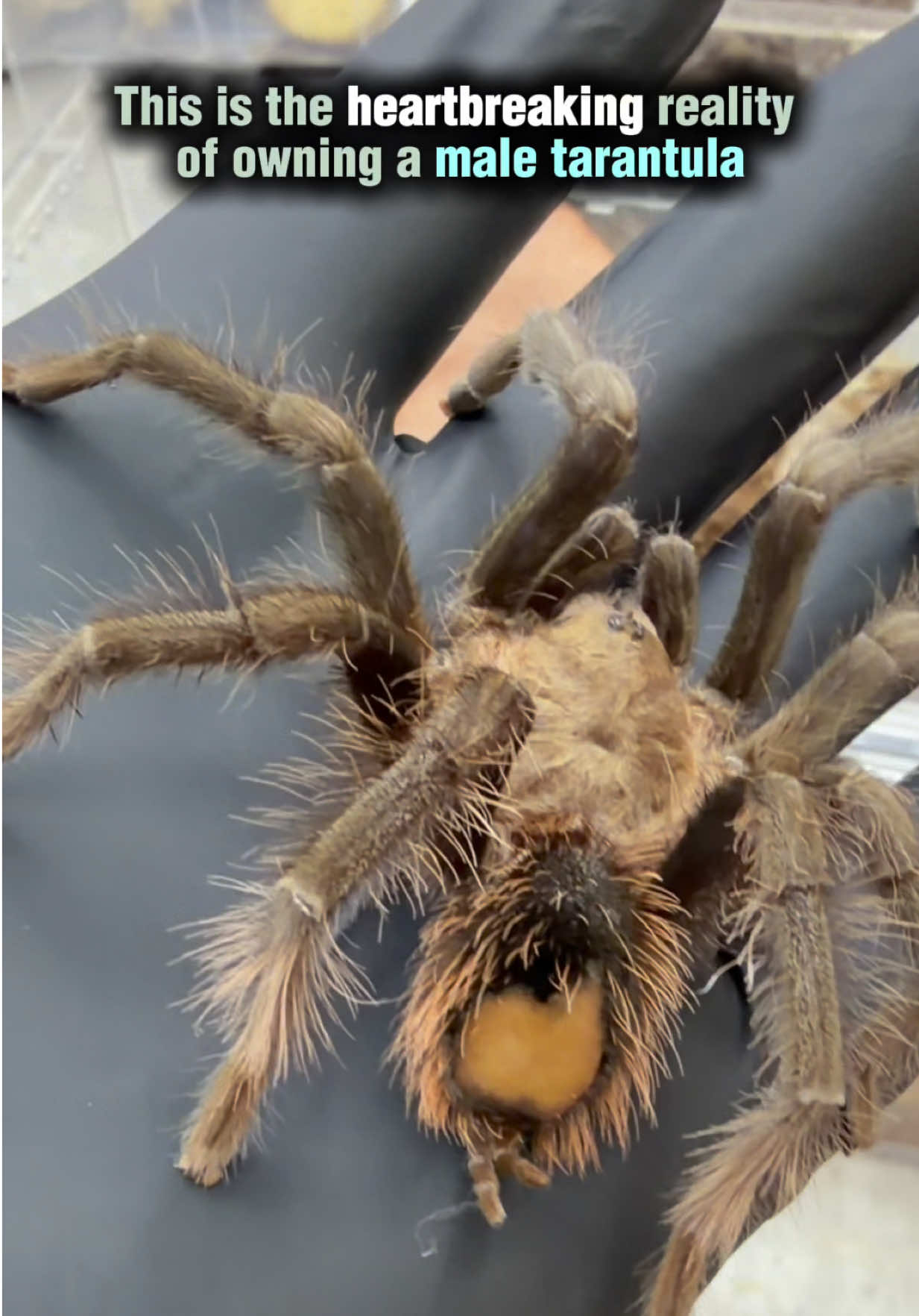 @Spider Conservatory