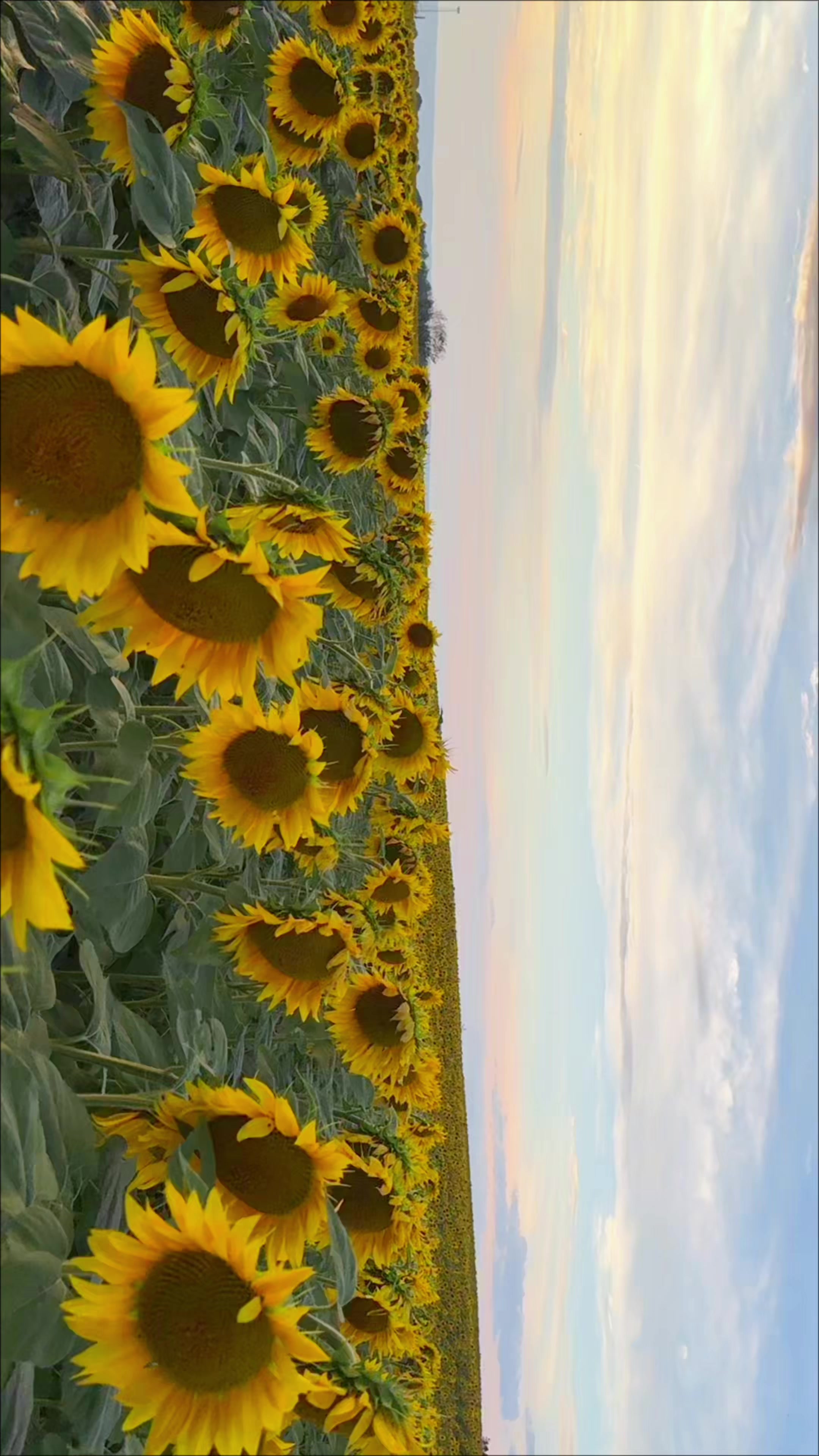 @Seebu