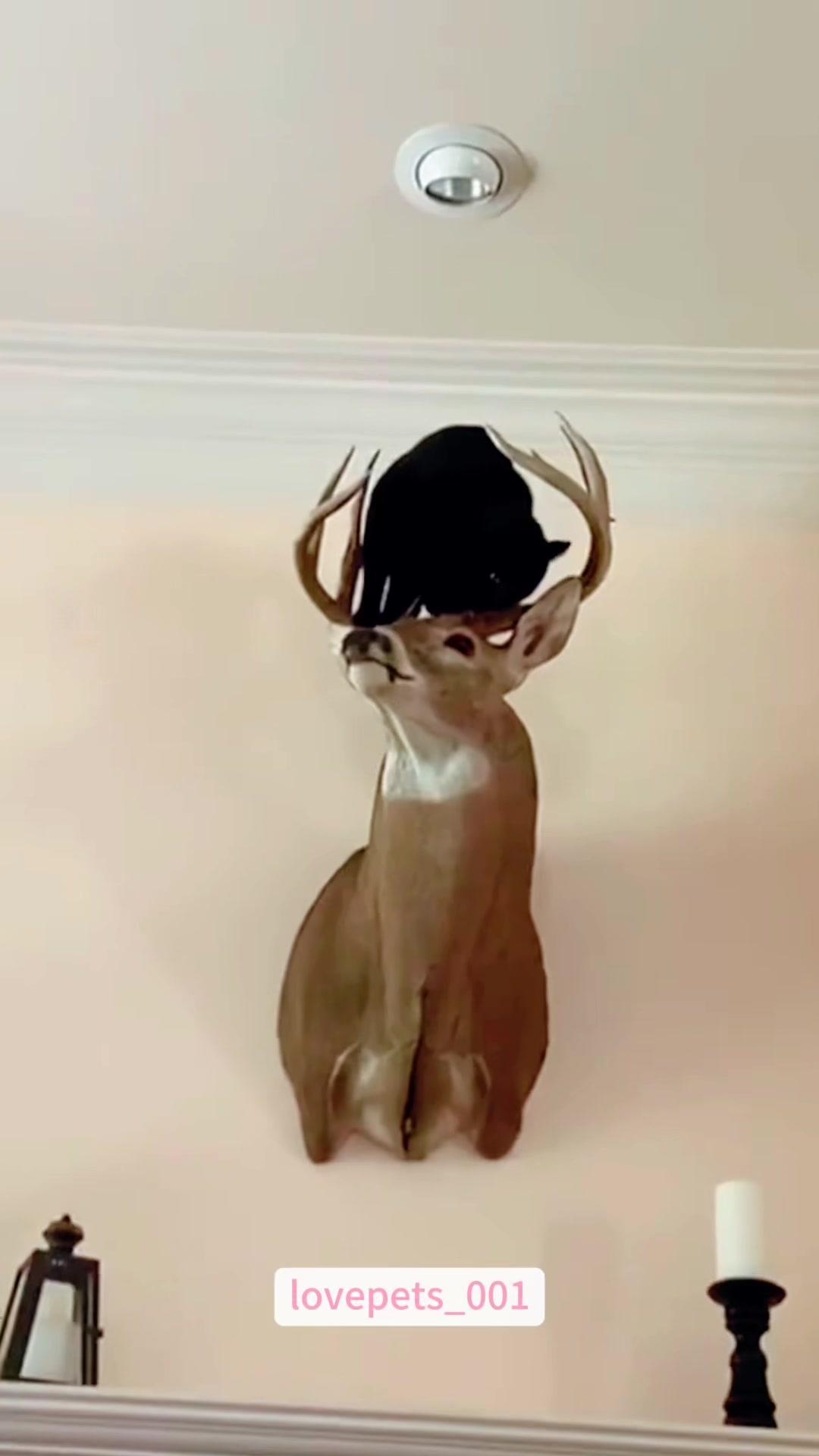 @lovepets_001