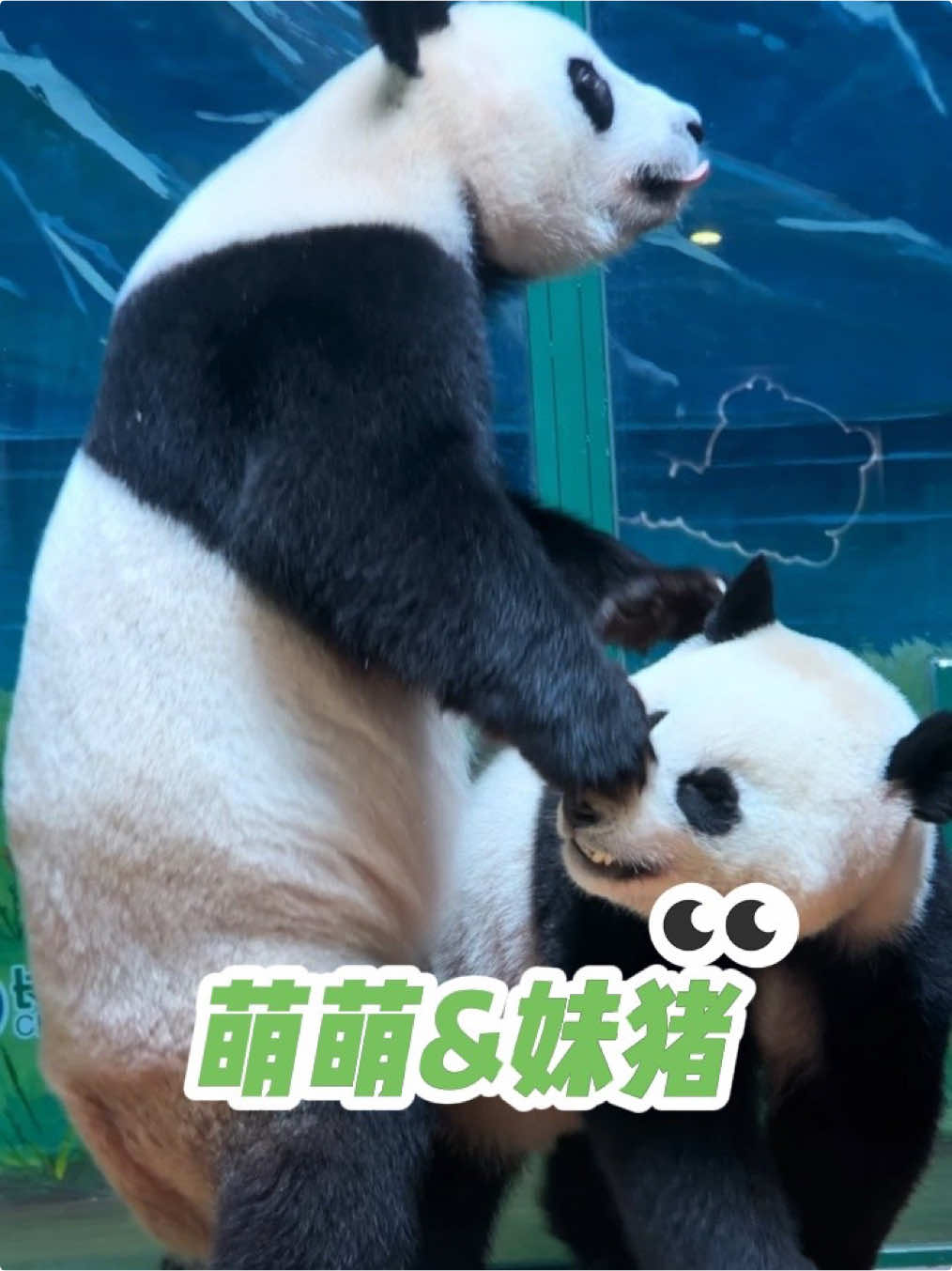 @熊猫妹珠🐼