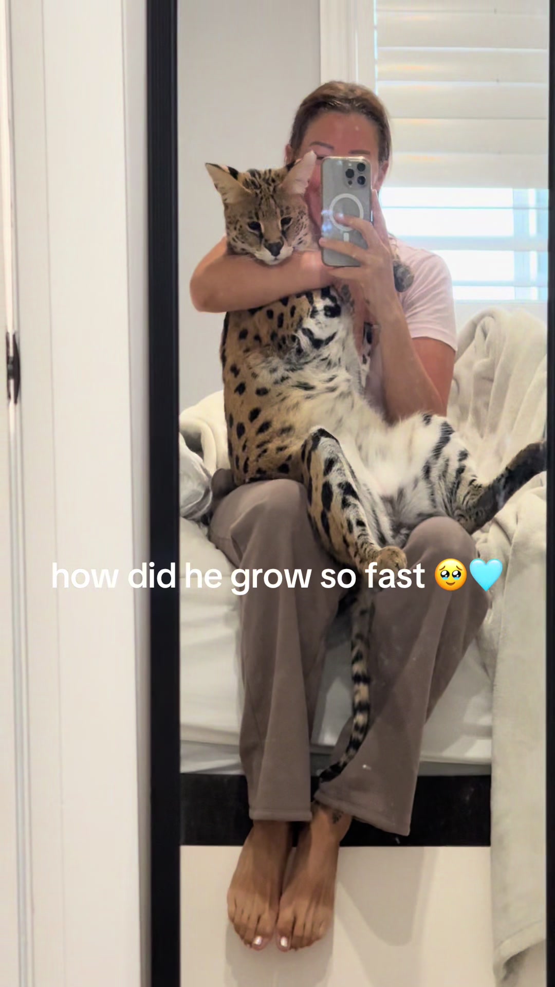 @milo the serval
