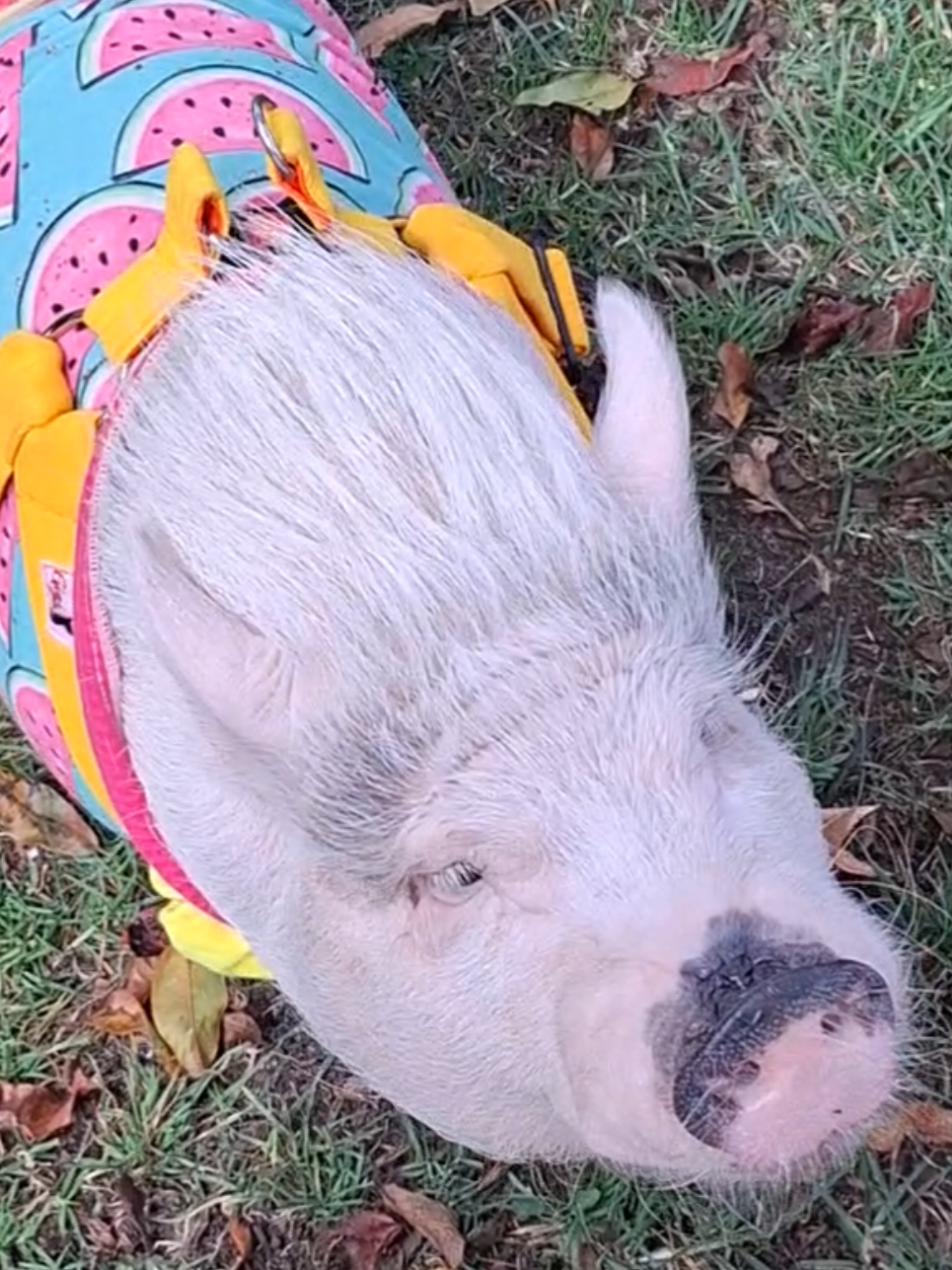 @🐷Ibi.pig🐷