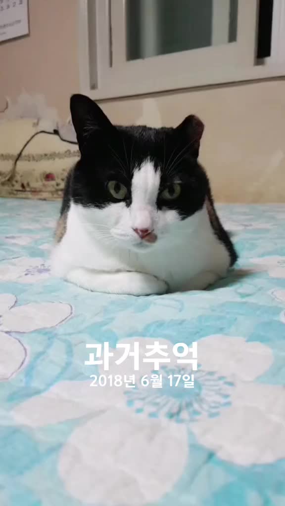 @곰고양이 Bearcat