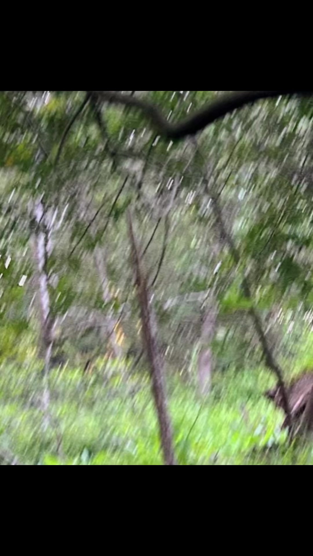 @🌲Forest Friend🌲🙏💗