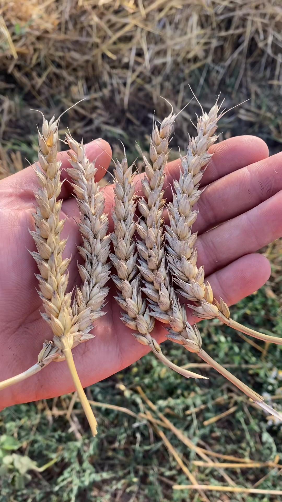 @canee