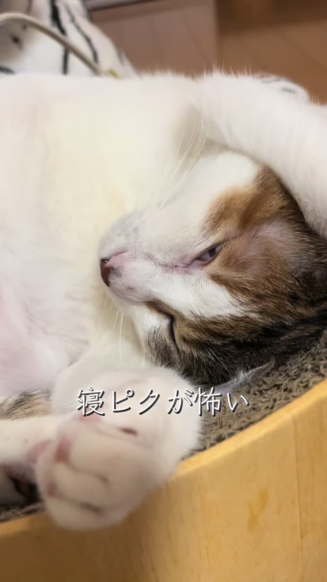 @ふくらんうみ🍶