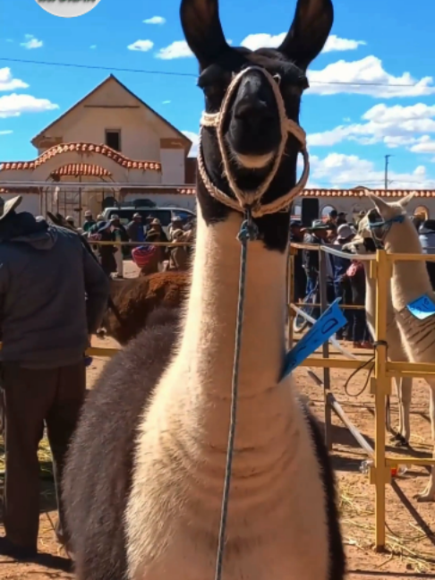 @Hilarion Bolivia Informa 🇧🇴
