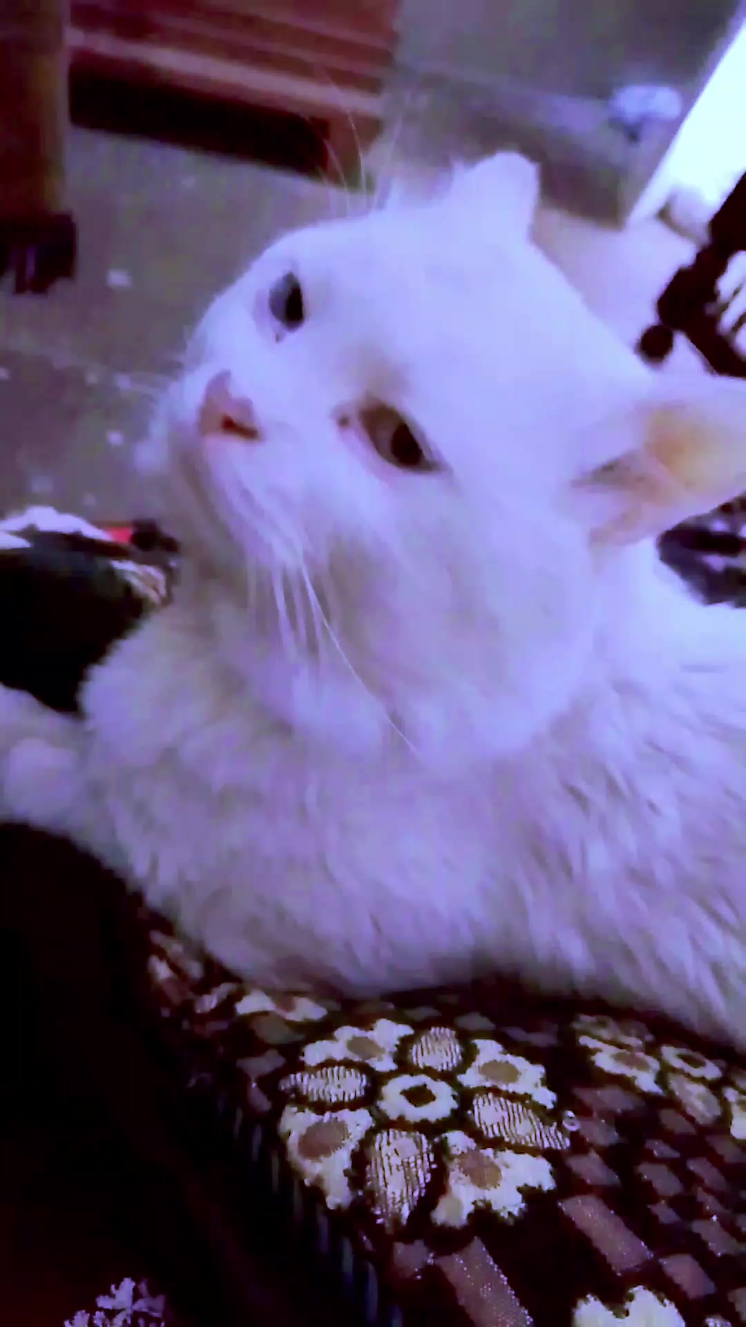 @𝓜𝔂𝓼𝓽𝓮𝓻𝓲𝓸𝓾𝓼 𝓰𝓲𝓻𝓵,