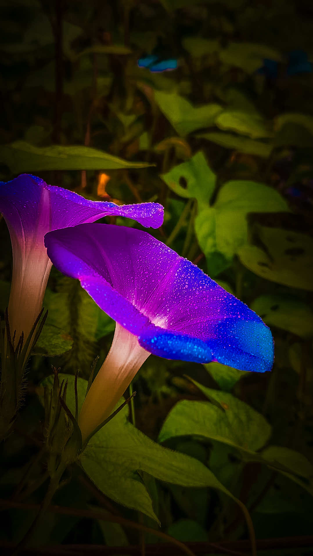 @𝑻𝒂̂𝒏 𝑻𝒉𝒊
