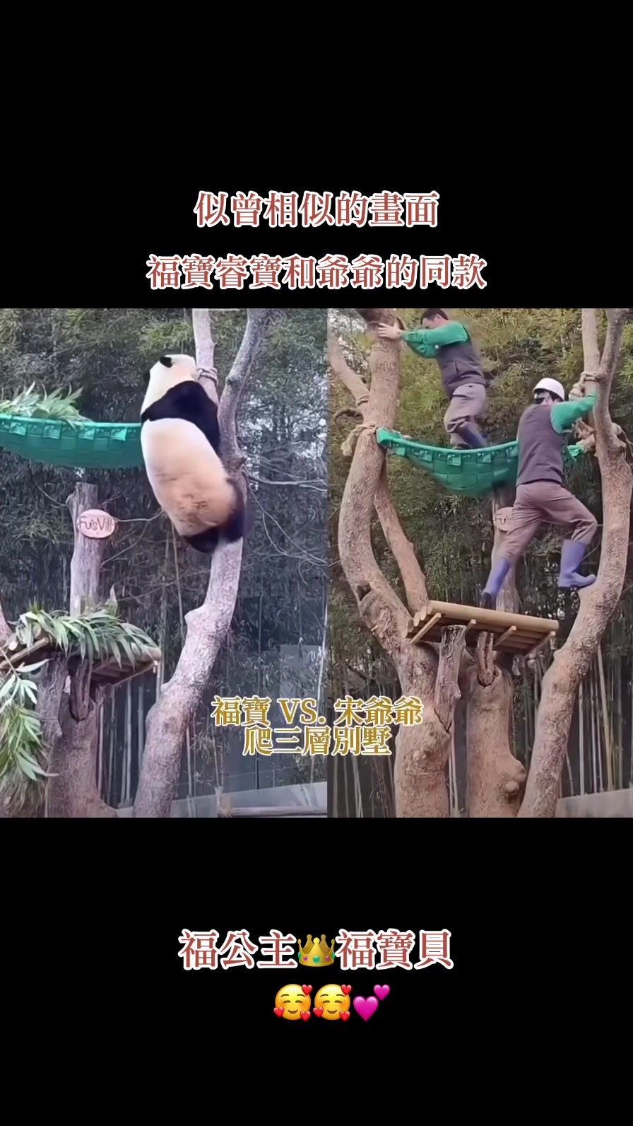 @福公主💕福豬豬💕 🍎 🥕 🐼 🎋🍀