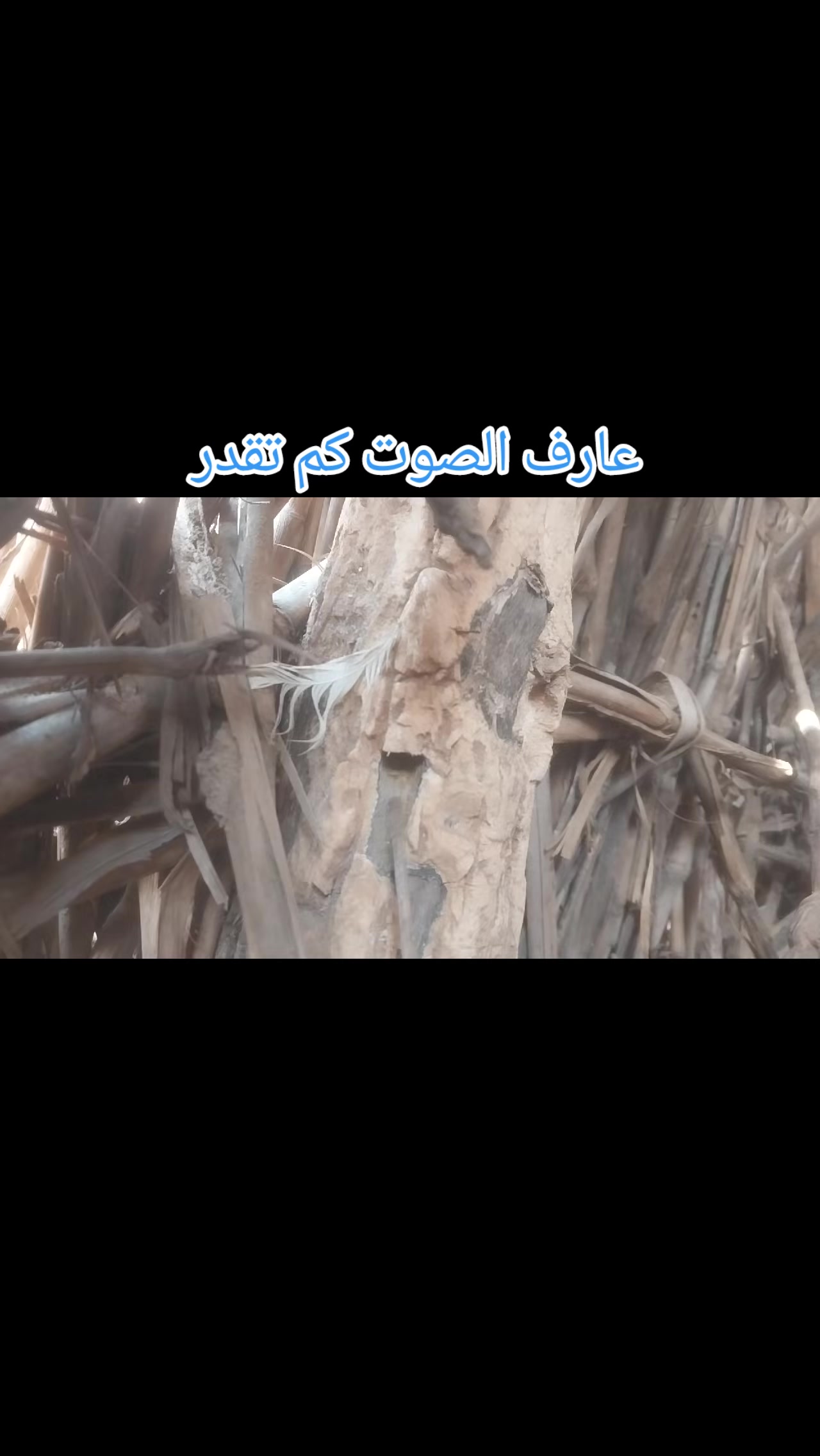 @🔨🔪الليموني 🔨🔪