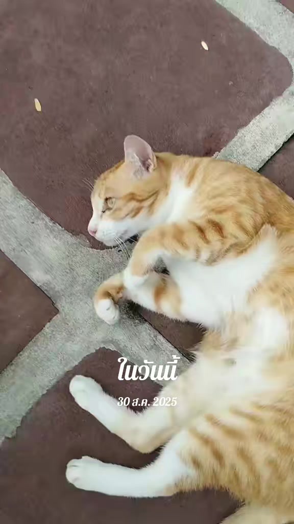 @taogampon