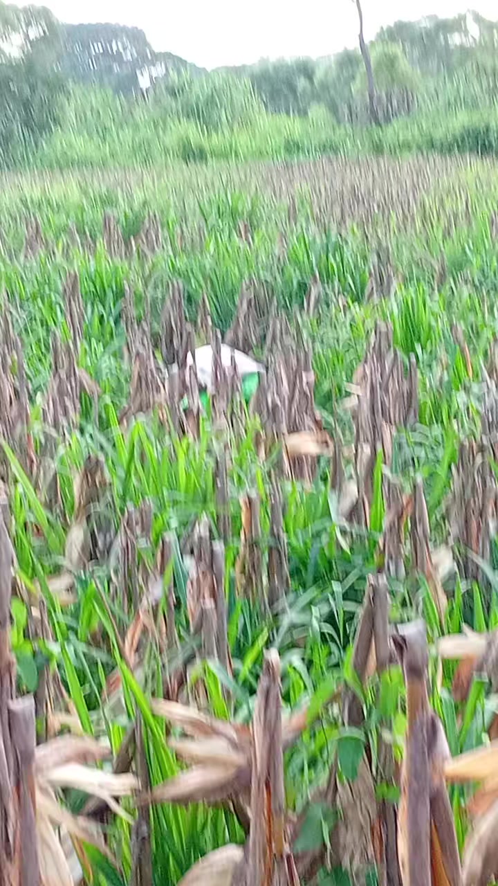 @lp