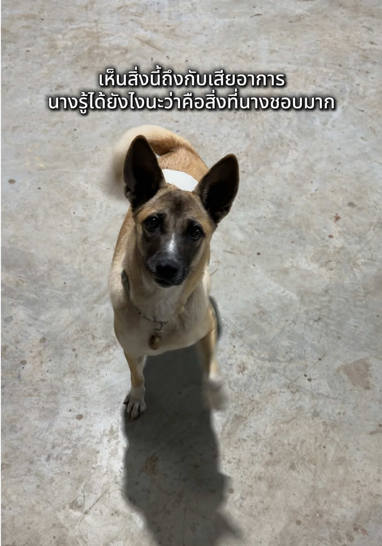 @เอ๋เอ๋รักหมาแมวจร