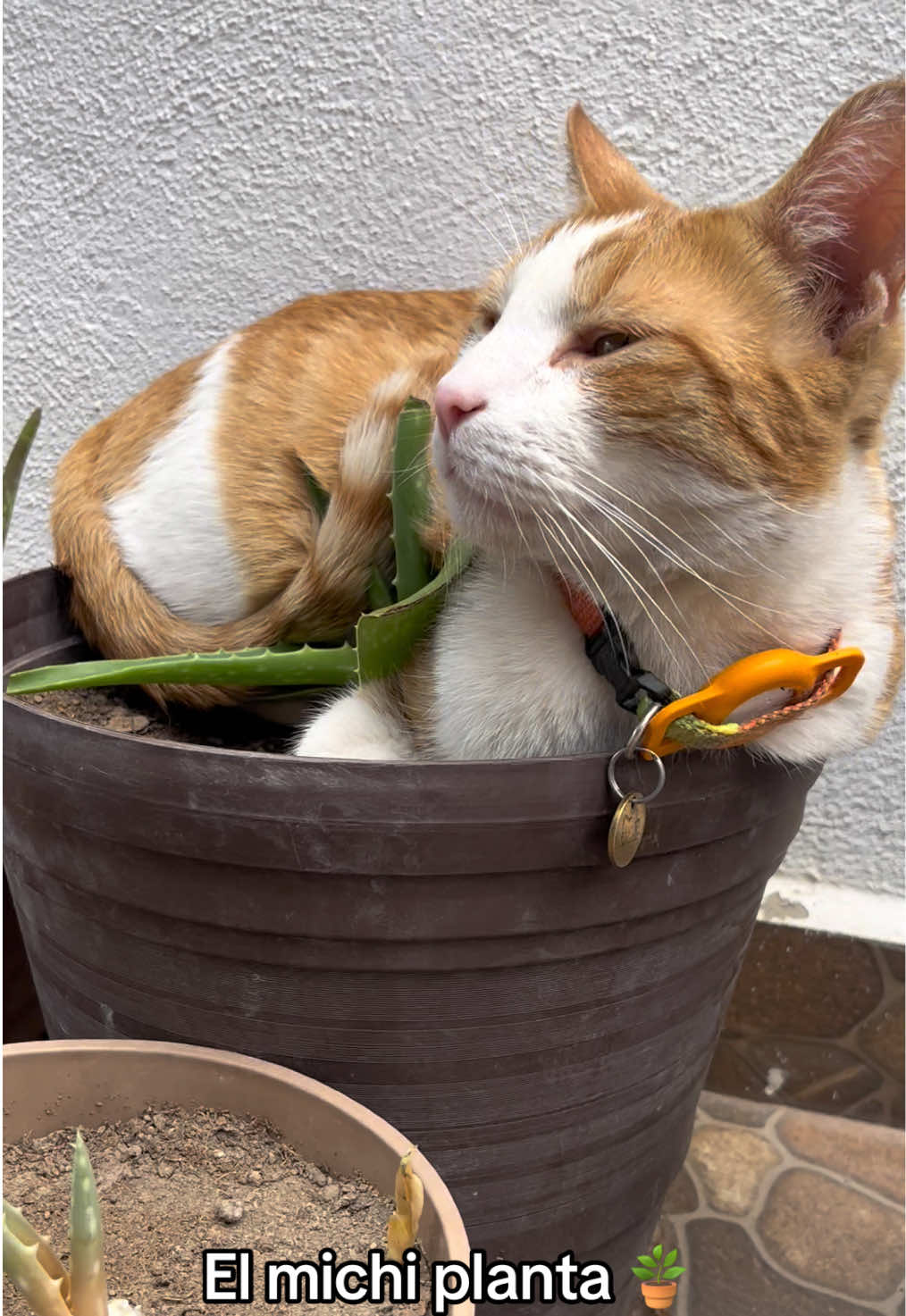 @Cosas de mis gatos 🐱