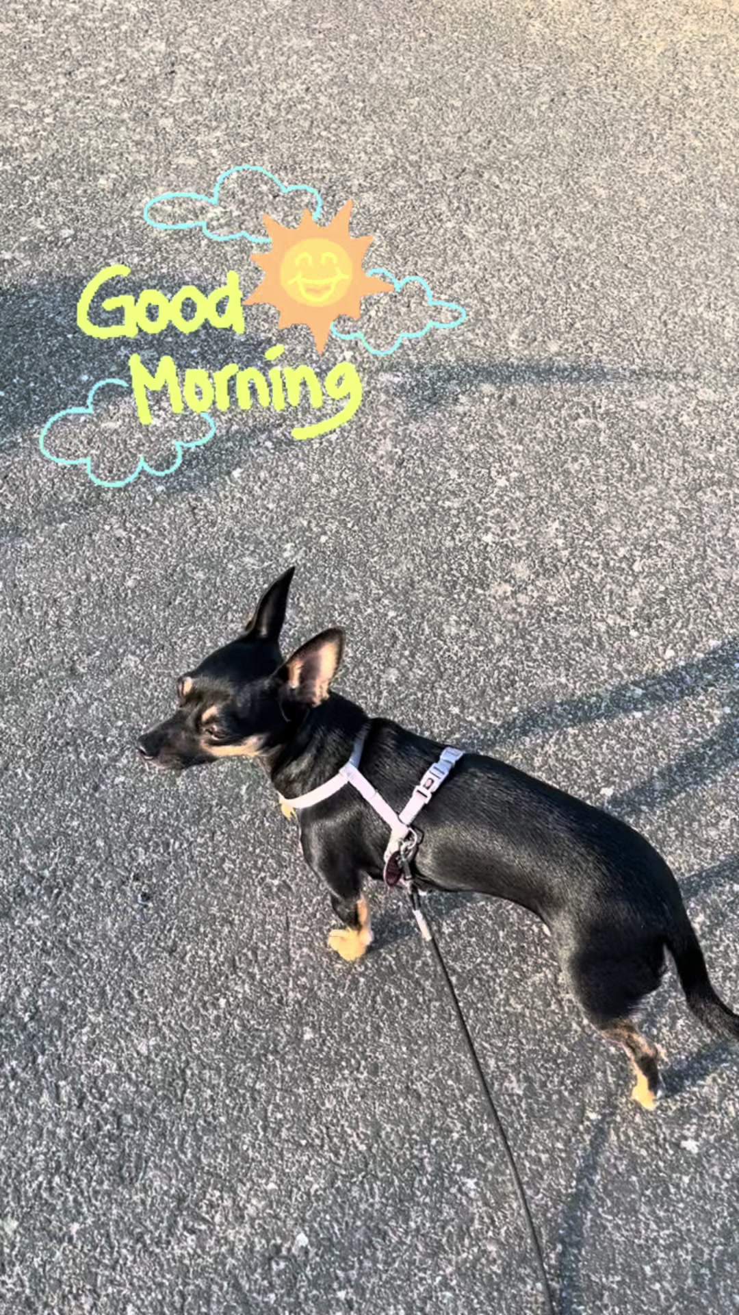 @Mo&Gi Life 🐾❤️🥰