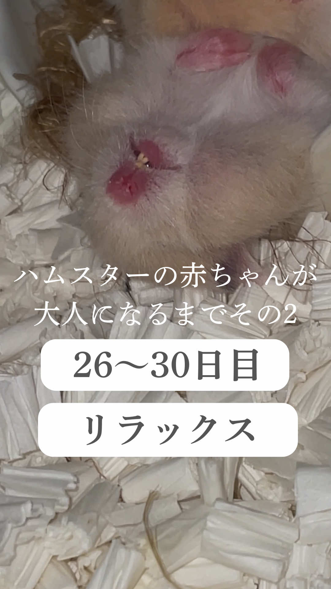 @はむはむパーク