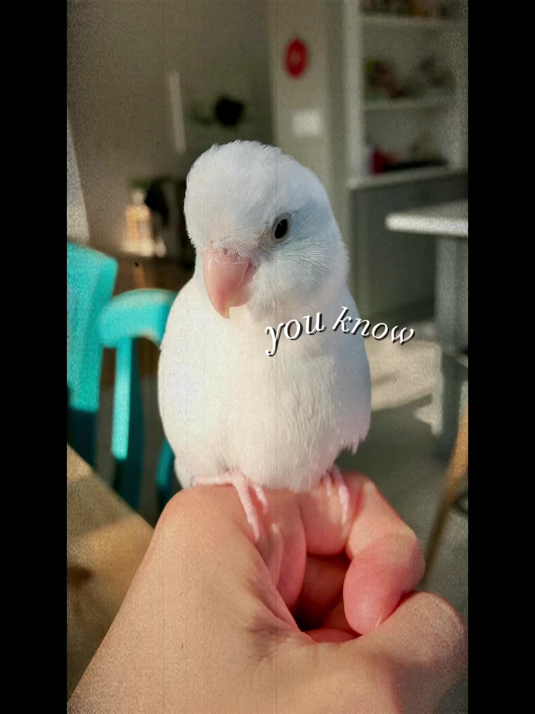 @arlobird