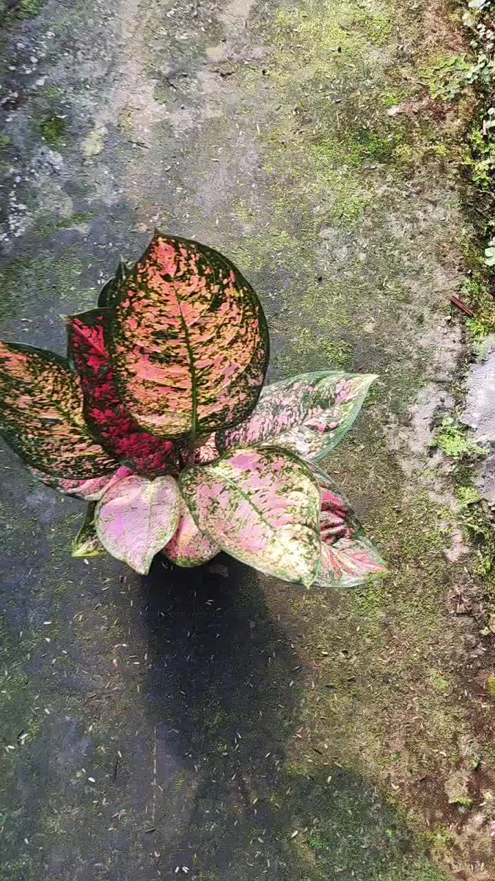 @Ronaldo_Aglaonema