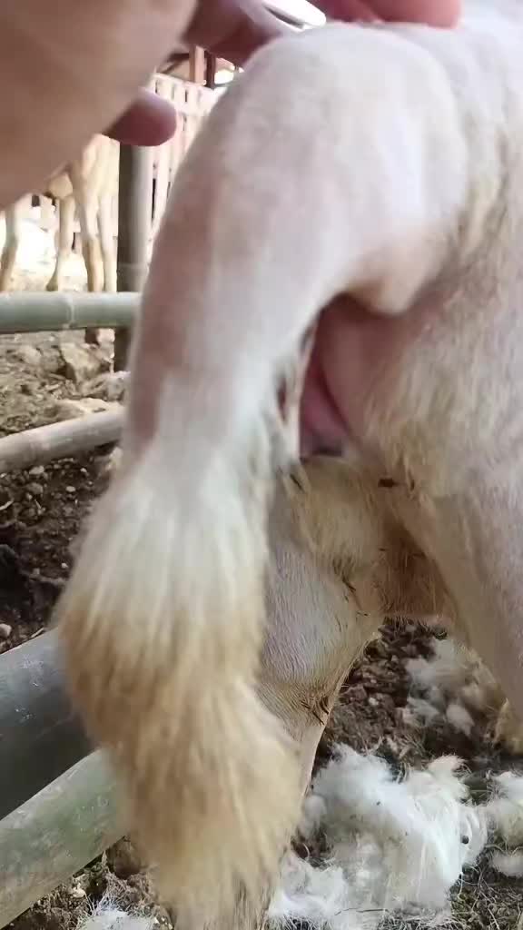 @JungleKing