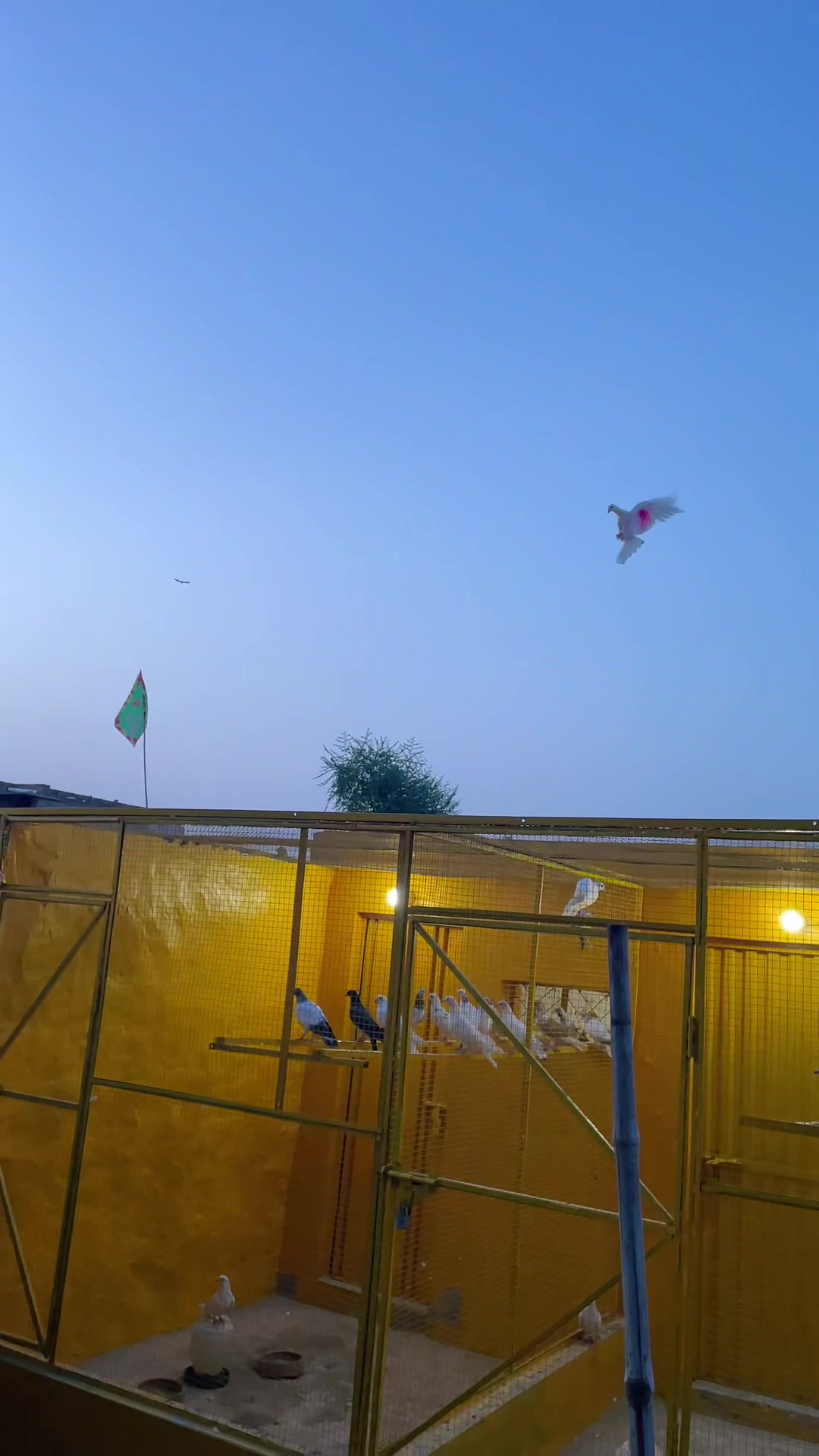 @sahibzada_zeshan_pigeons