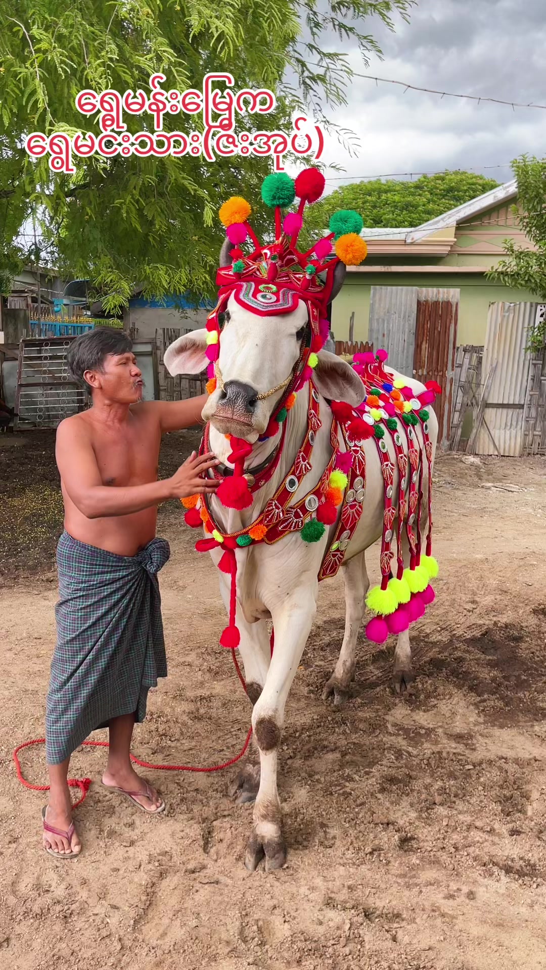 @သော်တာ၀င်းနွားအလှဆင်လုပ်ငန်း🐂