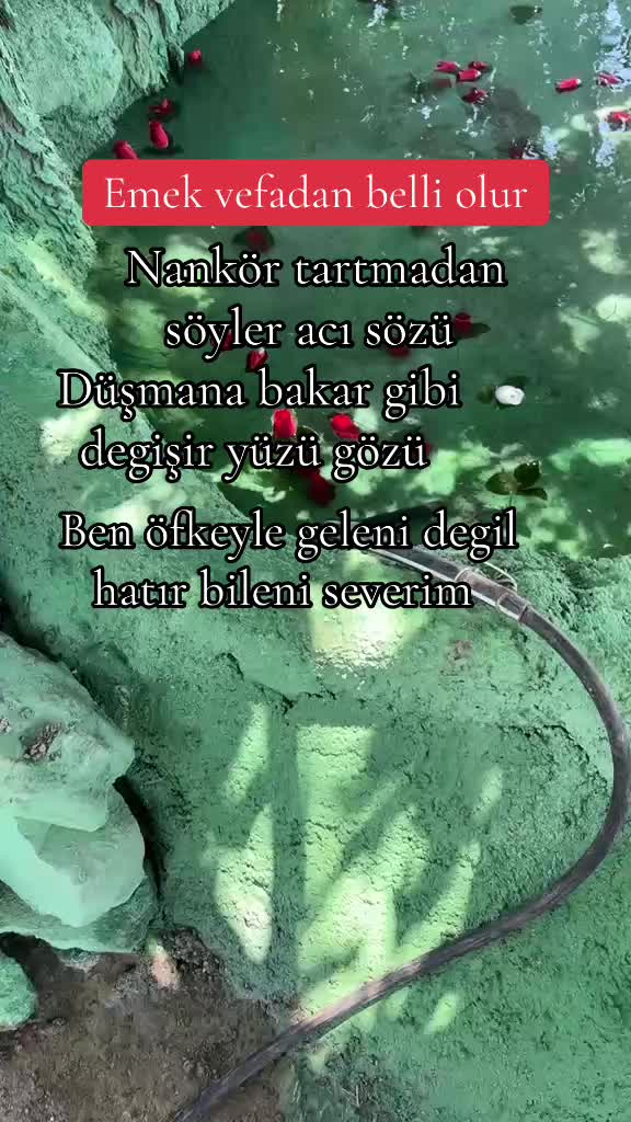 @papatyamm
