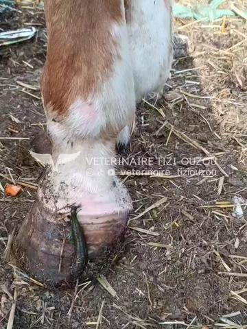 @Veterinaire Tizi-Ouzou