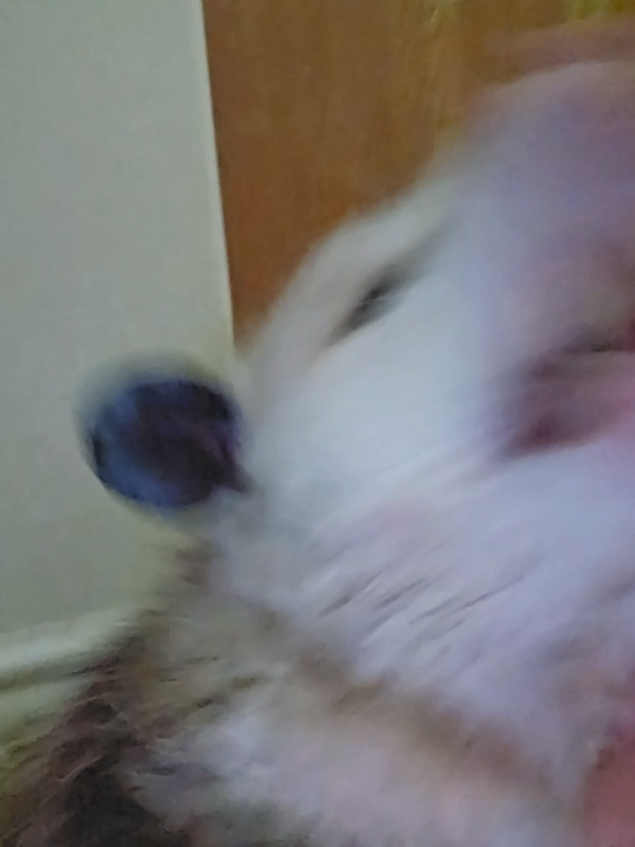 @OPOSSUMDAWGMOM
