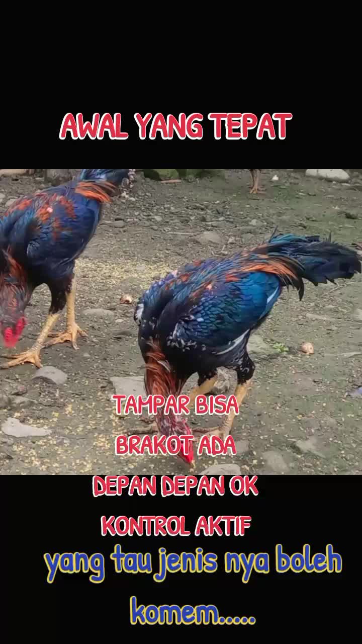 @Ari Sembiring366