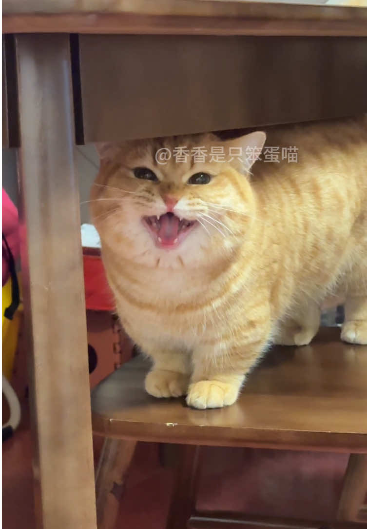 @香香是只笨蛋喵