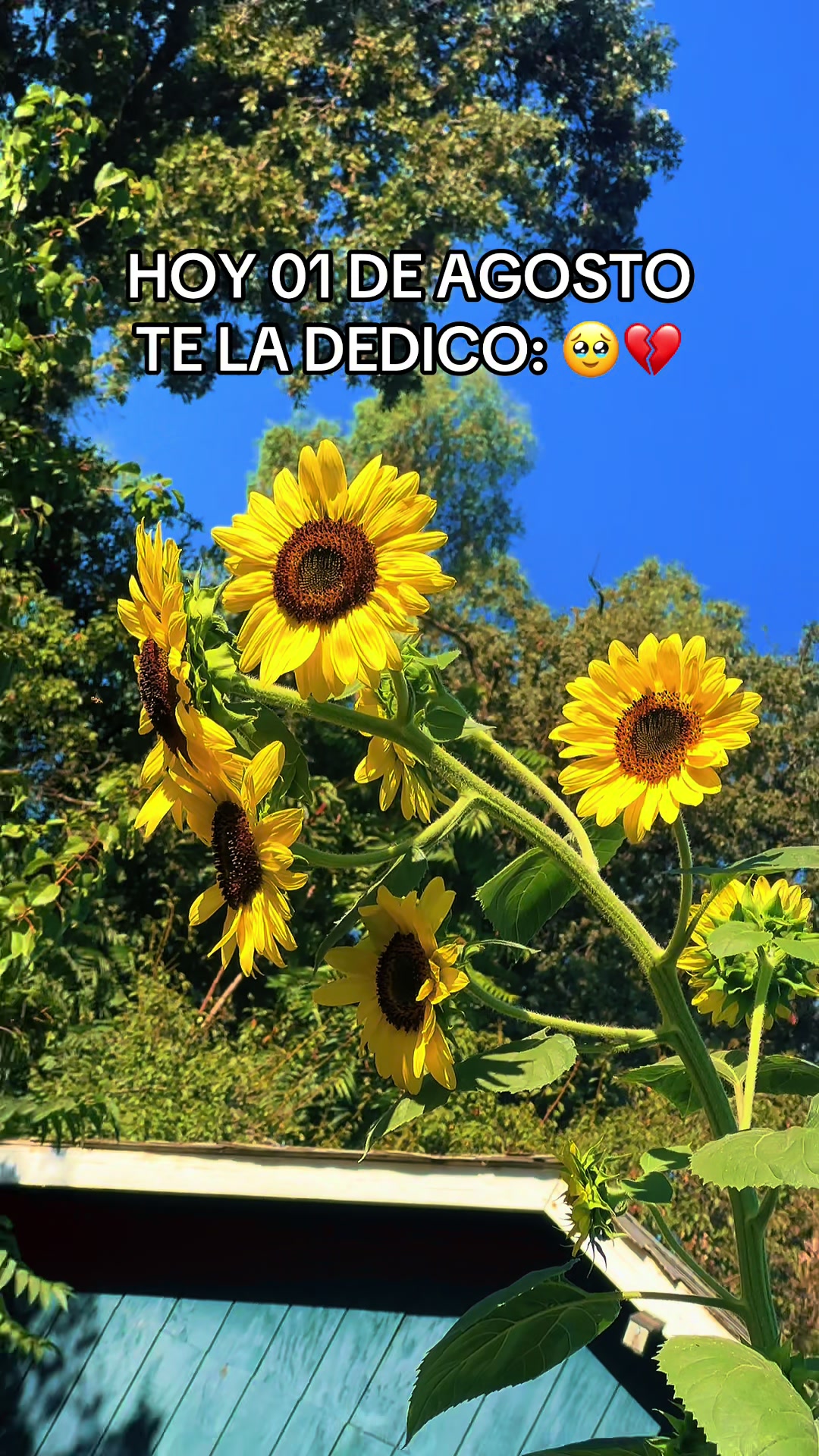 @♣️Solis