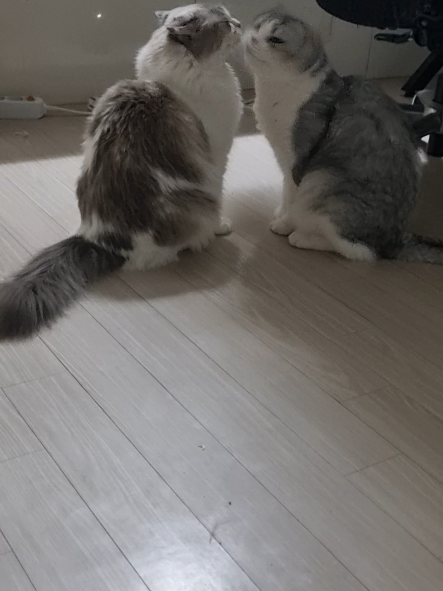 @고여사또치