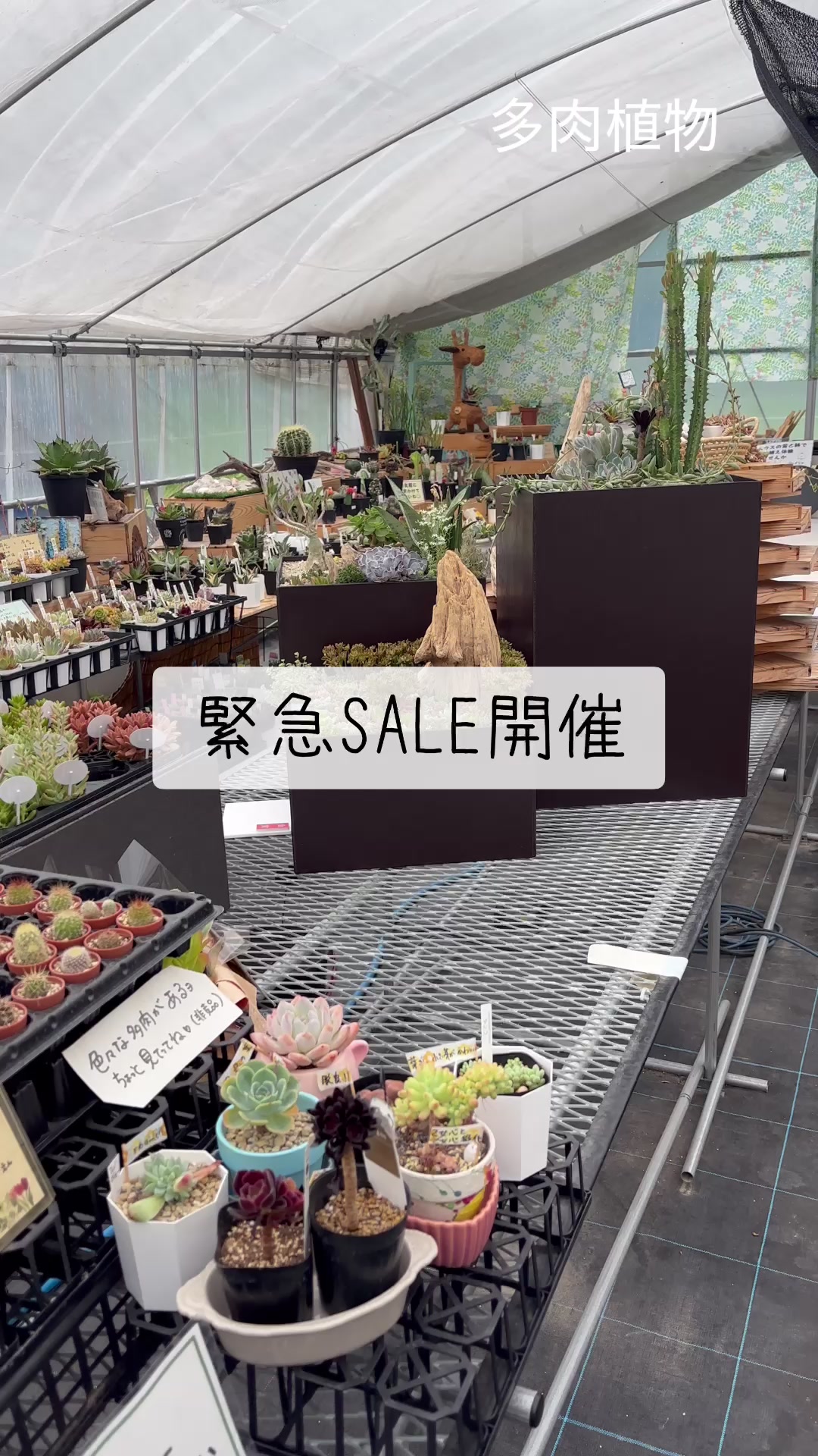 @さきゅまる~こぴとSHOP