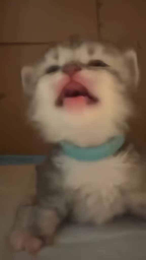 @catbosssss
