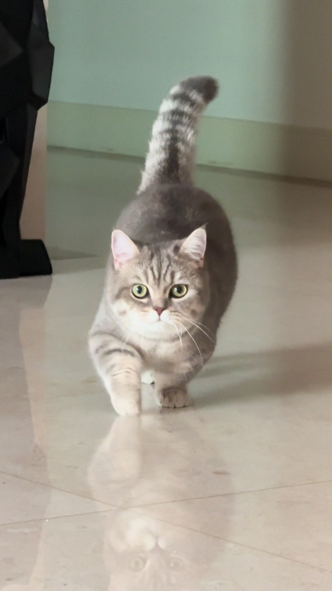 @금보르기니 꼬루스
