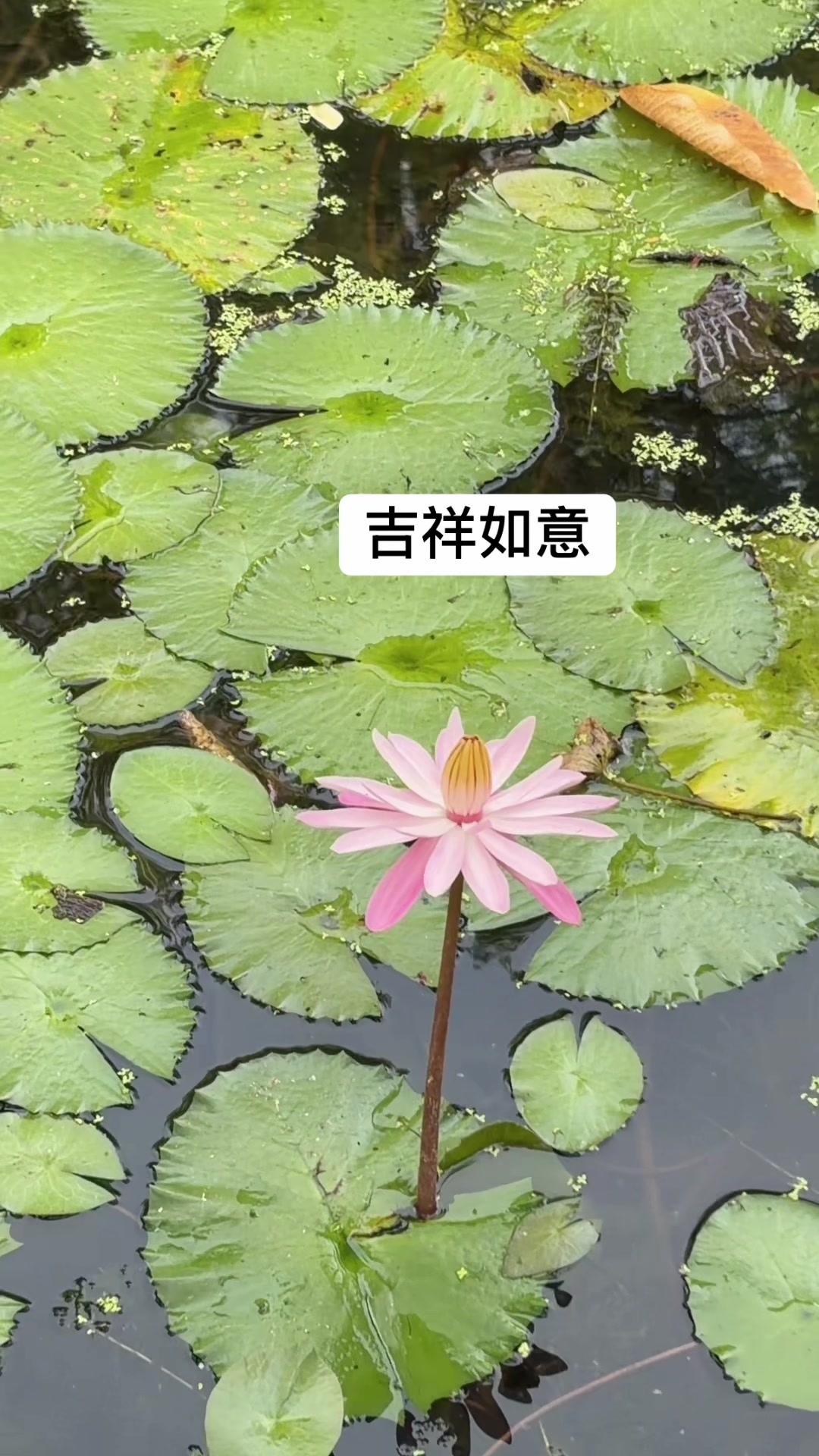 @Bryanlaoshi