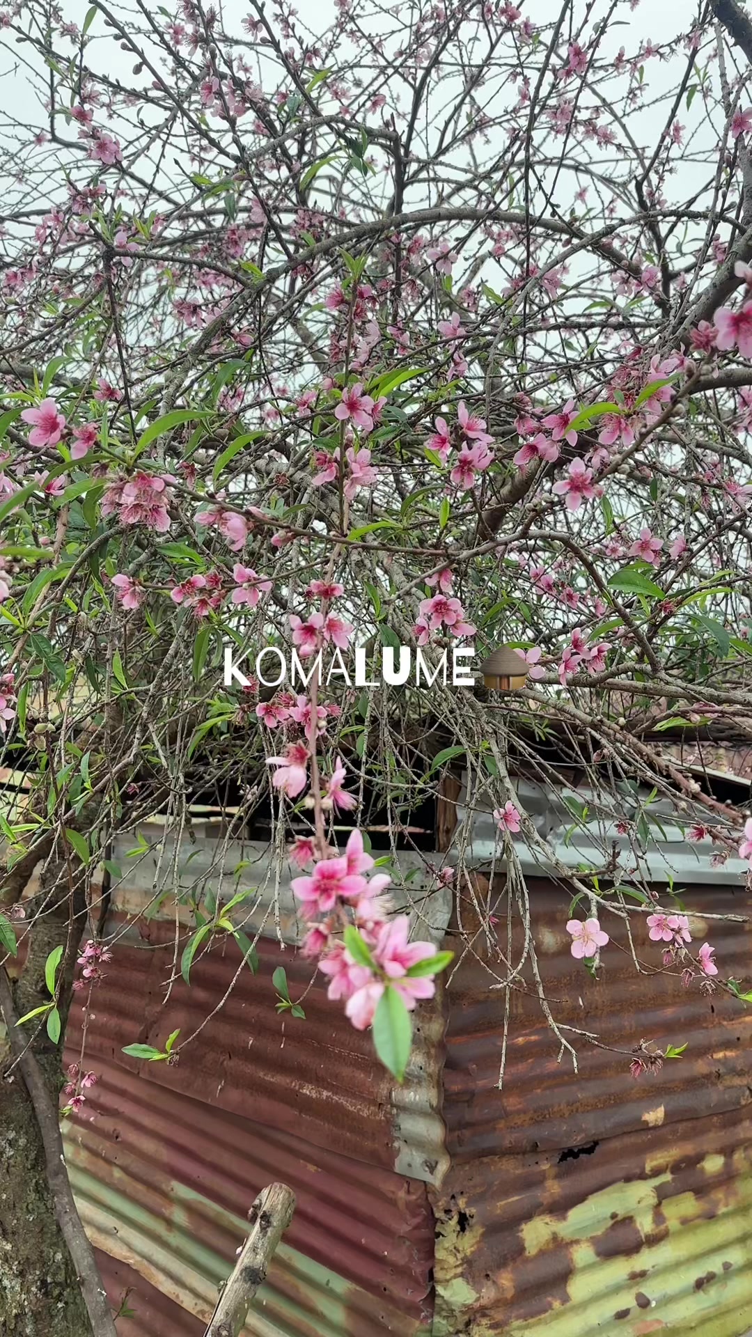@Zulu _🫀