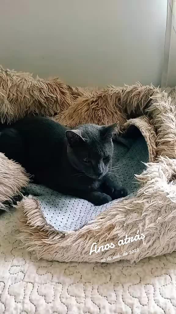 @O GATO ZEZÉ