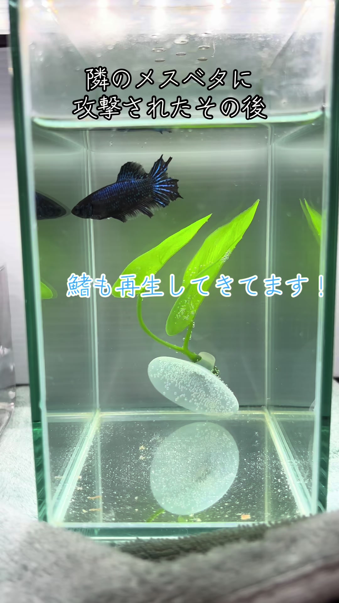 @ちあ🐠🫧
