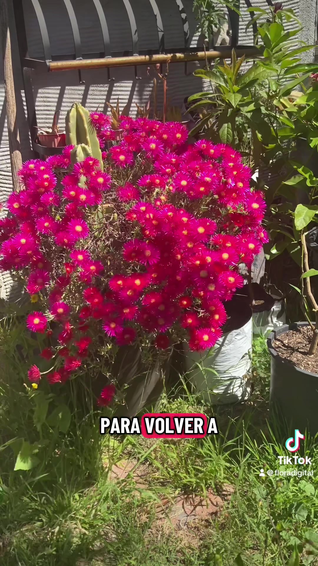 @floradigital