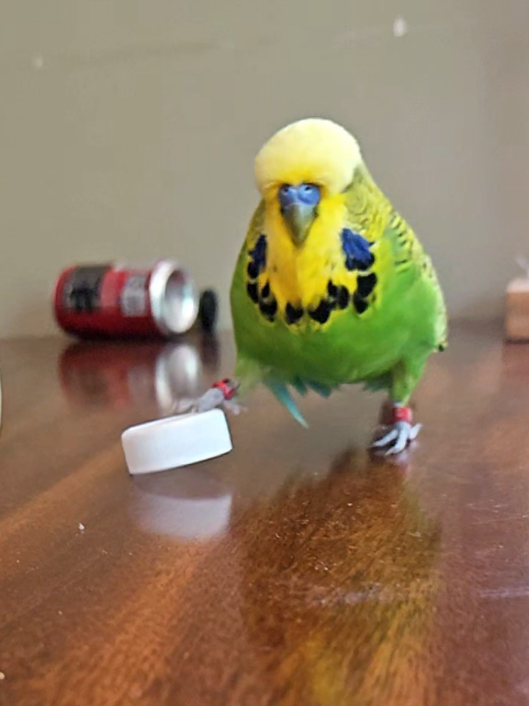 @Run Slow-Mo Charlie🦜