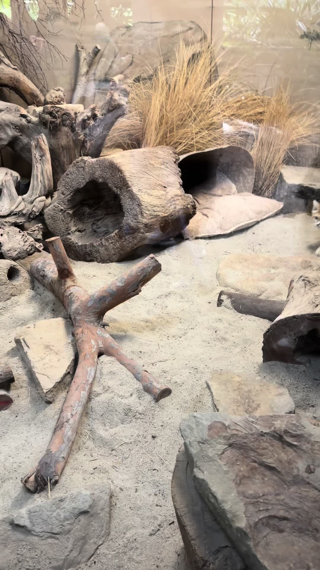 @just animals 🐾🦁🐬🦎