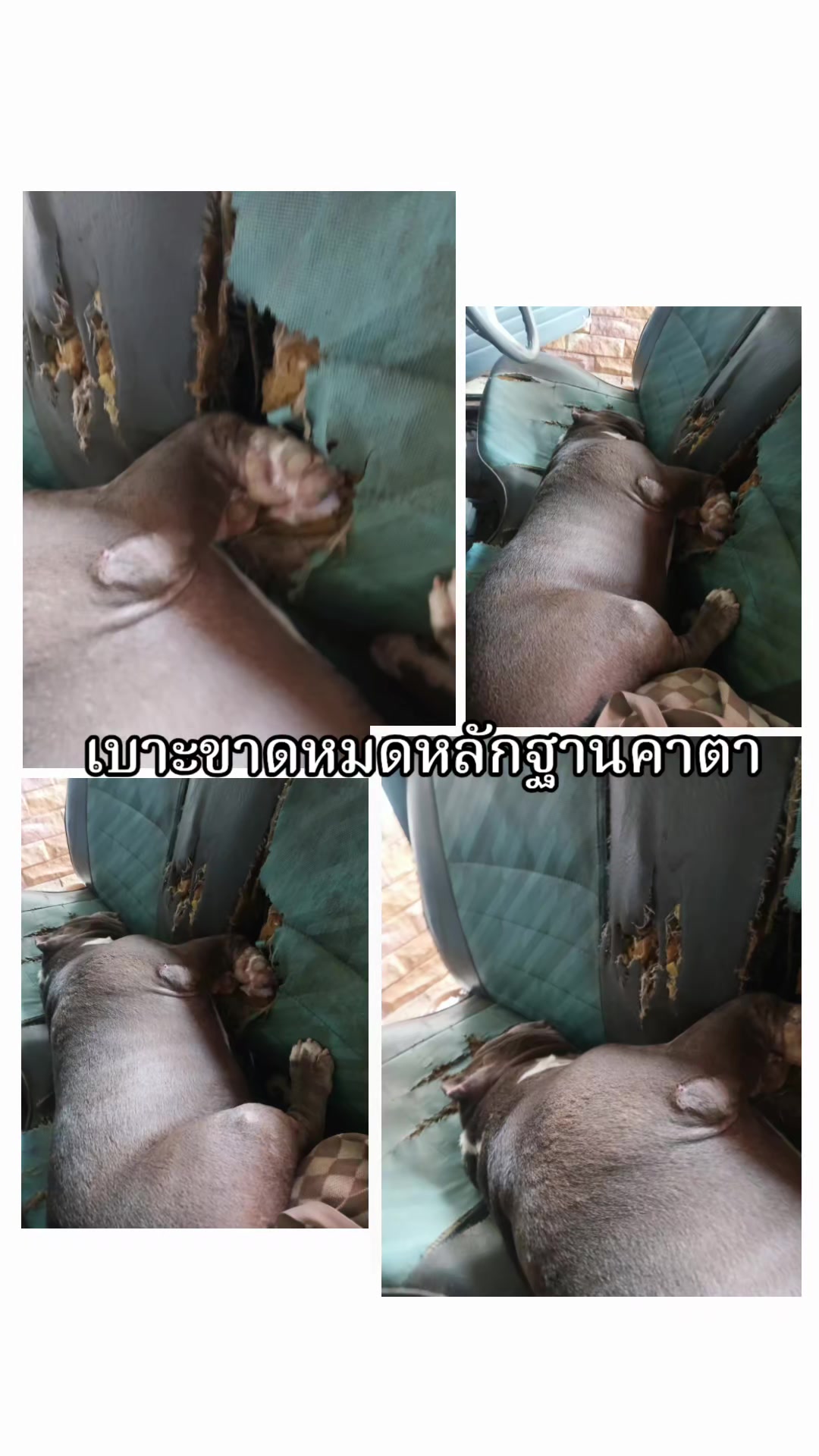 @ด.ช.ชาบลู2659