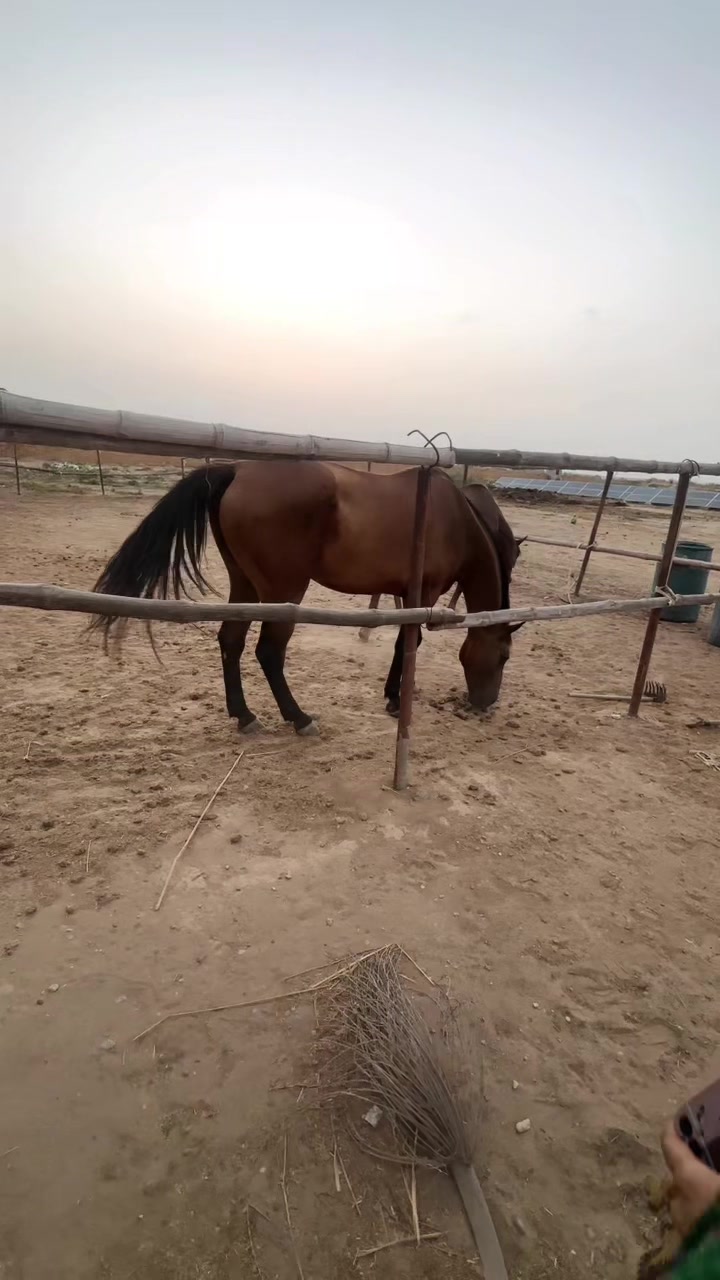 @🇦🇪 itz Aaniyaa 🇵🇰