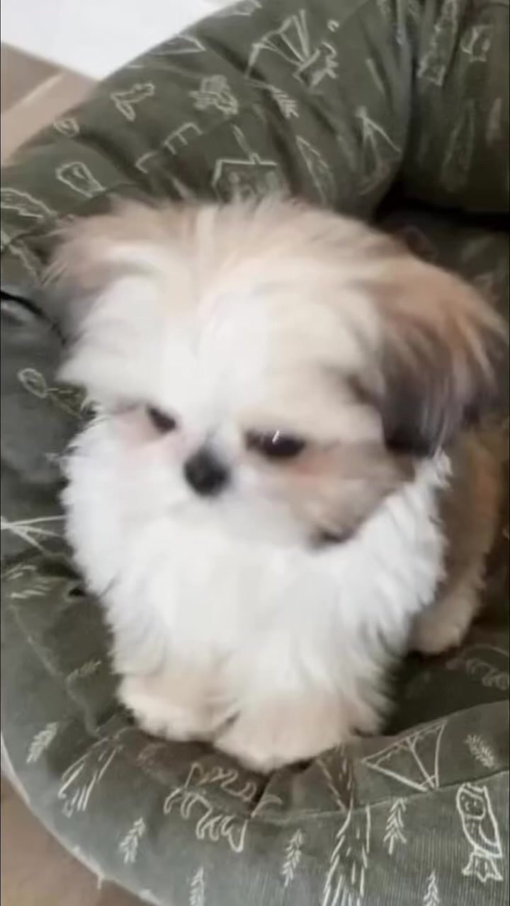 @PAWFECT