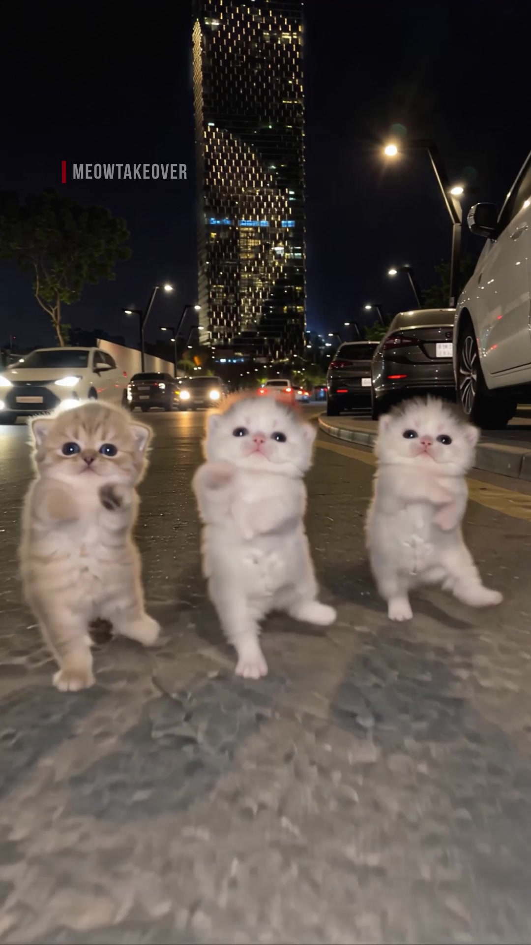 @meowtakeover