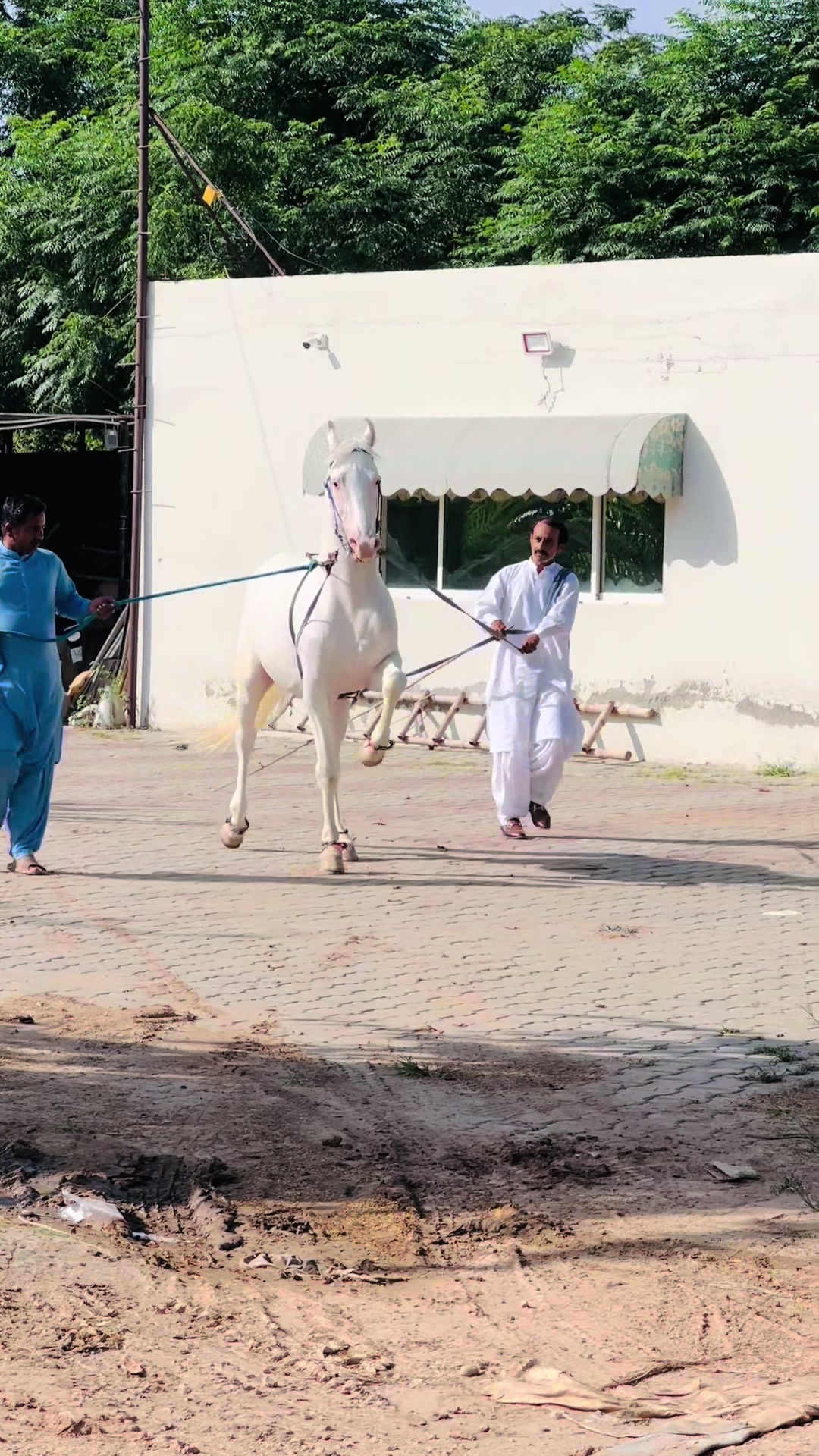 @☀️SUNRISE 🐎FARMS Rawalpindi