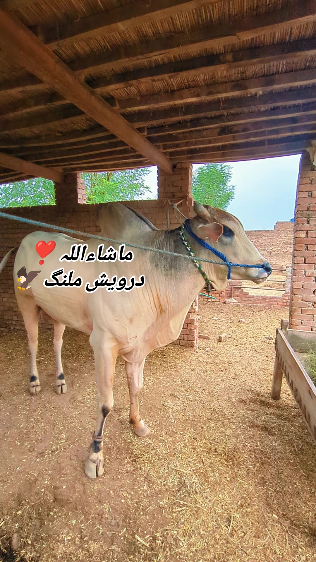 @چوہدری شاہد سلیم مڑل